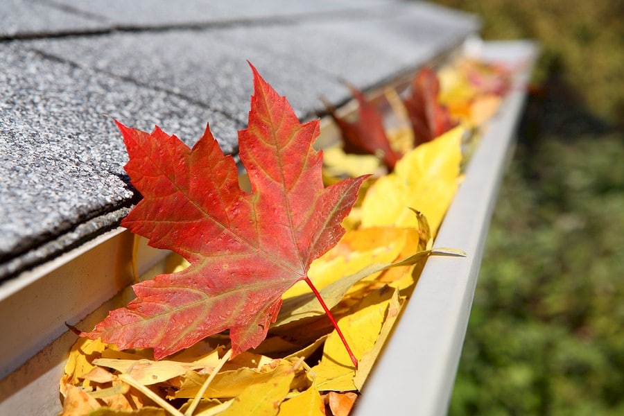 Fall Leaves in gutter trough